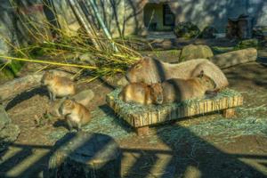 Renee C. Byer/The Sacramento Bee/TNS