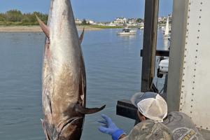 Matt Stone/Boston Herald/TNS