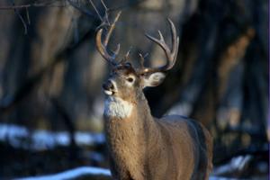 David Joles/Minneapolis Star Tribune/TNS