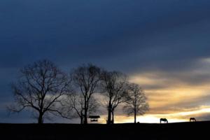 Charles Bertram/Lexington Herald-Leader/TNS