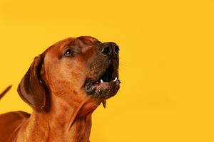 Dogs coming from breeding situations sometimes haven’t learned typical household routines, even if they were described as “house-trained,” writes Cathy M. Rosenthal. (Dreamstime/TNS)