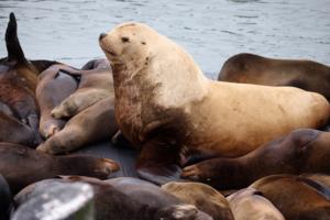 Aric Crabb/Bay Area News Group/TNS