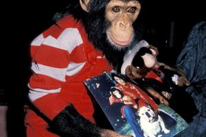 Bang Showbiz / Michael Jackson's pet chimpanzee Bubbles is said to have been kicked out of Neverland for performing a solo sex act in front of 'busloads' of child visitors to the singer's infamous ranch