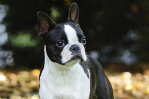 Dogs from breeding situations don’t always learn typical household routines, even if they are described as “house-trained,” Cathy M. Rosenthal. (Dreamstime/TNS)