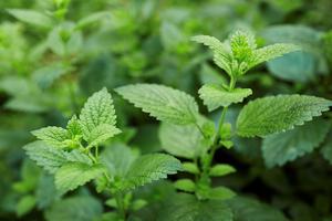 Should you make room for lemon balm in your health and wellness regimen? (Dreamstime/TCA)
