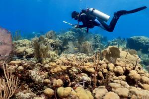 A researcher checks on corals in Banco Chinchorro, off Quintana Roo, Mexico. Lorenzo Alvarez-Filip