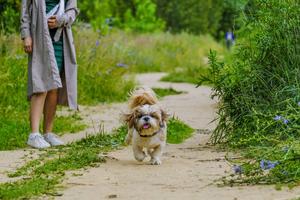 Dogs who are anxious or unsure often use sniffing and marking to gather information and feel more in control, writes Cathy M. Rosenthal. (Natali Barishnikova/Dreamstime/TNS)