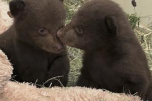 San Diego Humane Society PRESS RELEASE/TNS