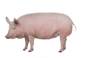 Pig. Dreamstime/TCA