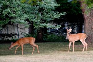 Dale G. Young/The Detroit News/TNS