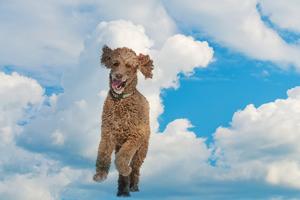 Dogs in heaven. Dreamstime/TCA