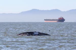 Jess Imperial/The Marine Mammal Center/TNS/TNS