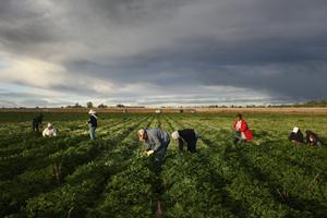 Migrant workers from Mexico make up a large portion of the agricultural labor needed across the state. John Moore/Getty Images