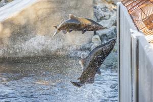 Chinook salmon try to jump a closed gate at a fish hatchery.  Supercaliphotolistic/iStock Images Plus via Getty Images