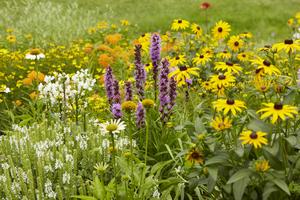 Learn the basics about each type of plant to help you figure out which are best for your gardening needs. (Kritsada Panichgul/Dotdash Meredith/TCA)
