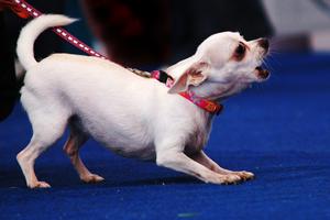 Dogs growl, bark, and even escalate when they feel the need to protect something they value, writes Cathy M. Rosenthal. (Dreamstime/TNS)