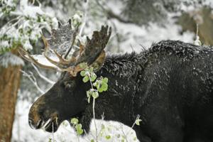 Helen H. Richardson/The Denver Post/TNS