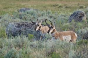 Chadd Cripe/Idaho Statesman/TNS