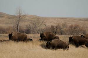 Bison walk through part of the American Prairie land in Montana.
              AP Photo/Matt Brown