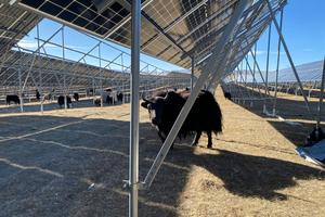 Yaks graze underneath the panels of a solar farm.
              Sanggay Tashi, CC BY-ND