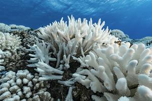 Marine heat waves can trigger coral bleaching.
              Alexis Rosenfeld/Getty Images