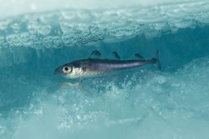 An Arctic cod (_Boreogadus saida_) swims under the ice. Erling Svensen/Artsdatabanken, CC BY