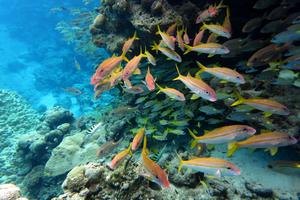 Rose Atoll Marine National Monument is a large marine protected area in American Samoa. Wendy Cover/NOAA