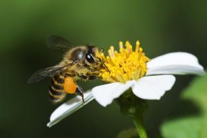 Wingkit/Dreamstime/TNS