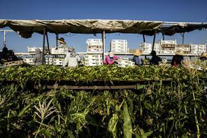 Farmworkers harvest corn in a field. Much of U.S. agriculture, including Idaho's dairy industry, relies on immigrant labor. Hill Street Studios/DigitalVision via Getty Images