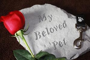 Loss of pet. Dreamstime/TCA