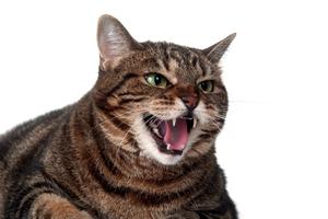 As cats age, they can become less tolerant of change or more easily overstimulated around unfamiliar people and activity, writes Cathy M. Rosenthal. (Dreamstime/TNS)