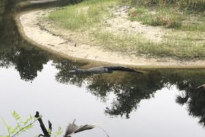 Orlando Sentinel File/Orlando Sentinel/TNS