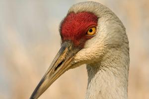 Sandhill cranes can be spotted in many states, but in the 1930s their populations had crashed to a few dozen breeding pairs in the eastern U.S. Rsocol/Wikimedia Commons, CC BY