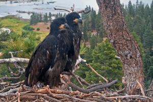Handout/Friends of Big Bear Valley/TNS