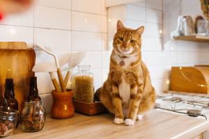 When cats have appropriate places to climb and explore, you can often reduce counter surfing, writes Cathy M. Rosenthal. (Dreamstime/TNS)
