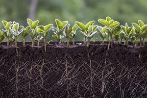 The activity of tiny microbes in and around the roots of crops such as soybeans are valuable for their growth. Oleh Malshakov/iStock/Getty Images Plus