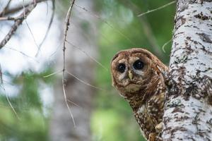 Northern spotted owls living in old growth forests in the Pacific Northwest were listed as threatened species because of habitat loss. Kyle Sullivan/Bureau of Land Management, CC BY
