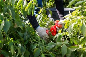 (Heidi de Marco/KFF Health News)/KFF Health News/TNS