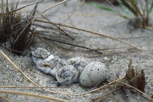 Piping plovers lay their eggs on the ground. They became an endangered species as development encroached on their habitat and made it harder for their chicks to survive. Under the Same Moon/Flickr, CC BY