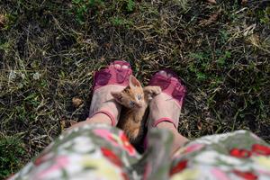 One of the safest ways to manage a friendly feral cat who likes to get in between your legs is to redirect the cat's attention before he or she reaches your feet, writes Cathy M. Rosenthal. (Dreamstime/TNS)