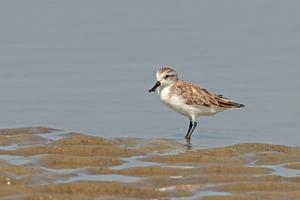The spoon-billed sandpiper, a small wading bird, flies nearly 5,000 miles (8,000 km) on its annual migration. Tareq's Photography/Wikimedia, CC BY-SA