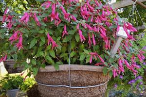UGA Trial Gardens/UGA Trial Gardens/TNS