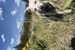 Our pooch, Loni, among the Mule's Ears near Breckenridge on July 4 weekend. Andy Yemma