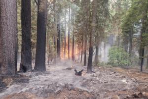 Cal Fire/TNS/TNS