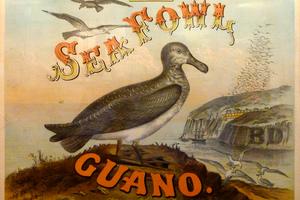 An advertisement for guano to be used as fertilizer depicts not only seabirds but also a guano island. Bradley Fertilizer Company via Garden History