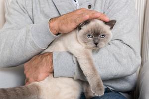 We often think of grief as something only people experience, but animals notice when someone important is suddenly gone, writes Cathy M. Rosenthal. (Dreamstime/TNS)