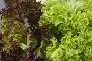 Prewashed greens are extremely convenient, but whole heads of lettuce may be less risky during a cyclospora outbreak. CostaPPPR via Wikimedia Commons, CC BY-SA