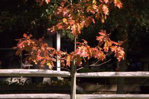 Planting a tree is a long-term investment. (Gene Hamilton/TCA)