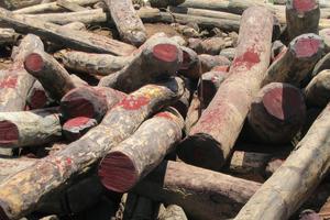 Cut rosewood logs sit in a large pile. These logs, the exact species of which are unknown, are in Madagascar, one of the hot spots of global rosewood trade. Maky via Wikimedia Commons