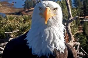 Friends of Big Bear Valley/TNS